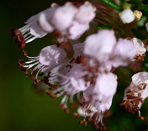 Close up of heather flowers