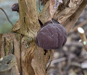 Fungi growing on buddleia
