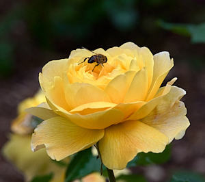 Yellow rose