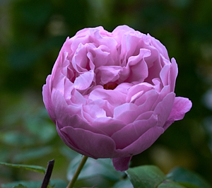 Pink rose