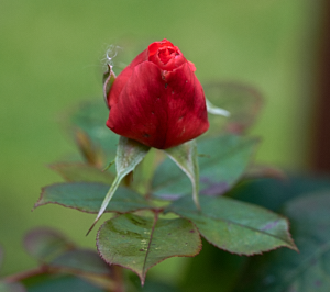 Leaping Salmon rose bud