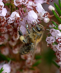 Insect foraging on heatehr