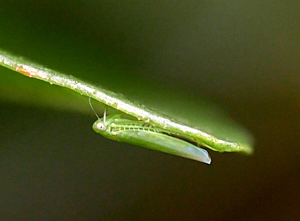 Very mall green insect on leaf edge