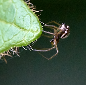 3mm long spide on tip of leaf