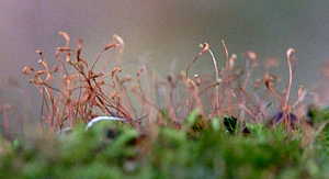 Growth ona willow branch