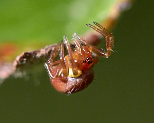 Very small red spider with yellow mite