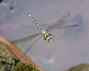 Female Southern Hawker dragonfly