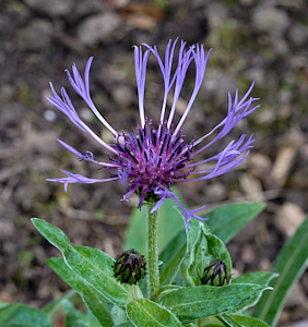 Purple flower
