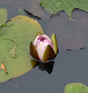 Partially opened lily