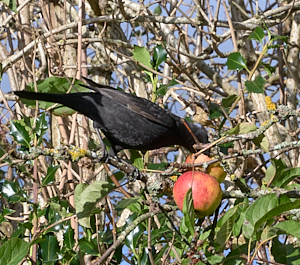 Male blackbird eating apple in tree