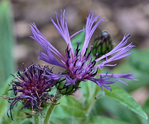 Purple flower