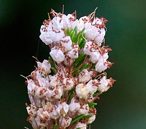 Heather in flower