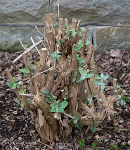 Buddleia starting to regrow