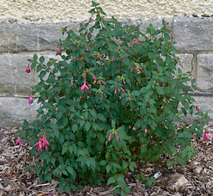 Fuschia in bloom