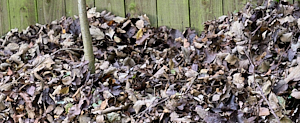 Leaf litter