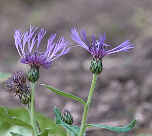 Purple flower
