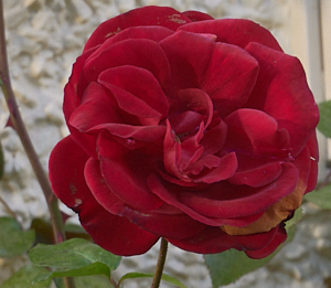 Dublin Bay rose in bloom