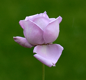 Blue moon rose in flower