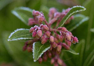 Frost on plant