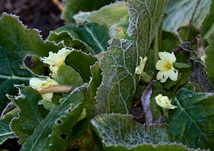 Frost on primrose