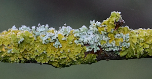 Licehns on tree branch