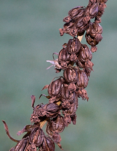 Broad-leaved heliborines gone brown