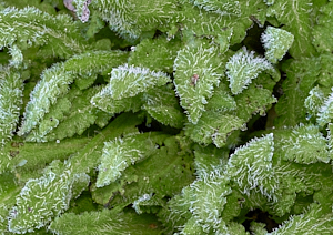 Plant leaves showing icicles
