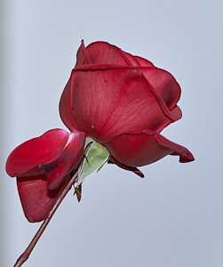 Dublin BAy rose in bloom on Christmas Day