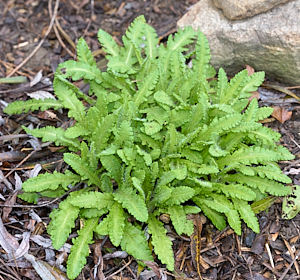 Plant growing in December