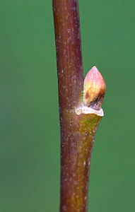 New bud on a goat willow