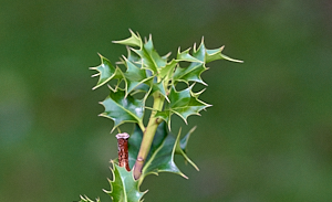 New growth on Holly bush