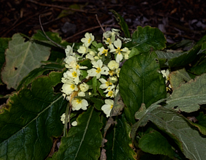 Primrose trying to flower in Decmeber