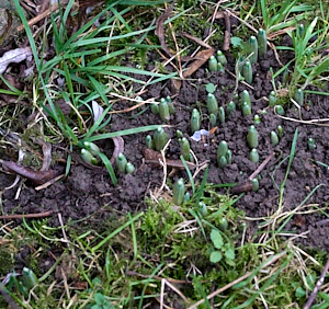 SNowdrops breaking trhough the earth