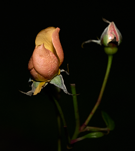 Fellowship rose bud
