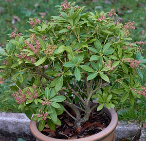 Outdoor potted plant alive at end of year.