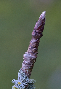 Apple tree bud