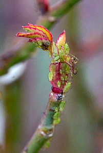 Aphids on rose buds