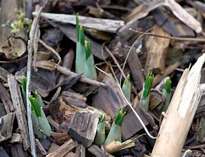 Crocus plants appearing above ground