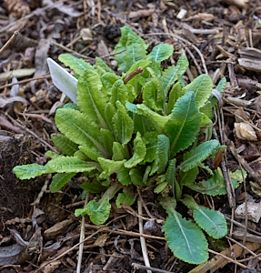 Oxlip plant