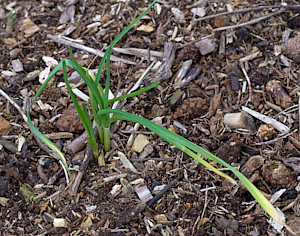 Garlic plant