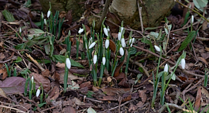 Snowdrop flowers almost open