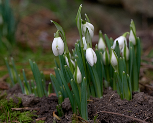 Snowdrops about to flower