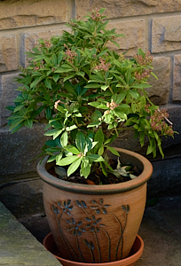 Potted plant growing well.