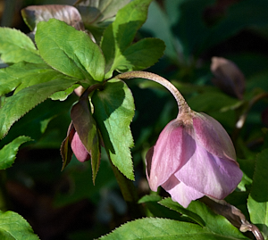 Pink flower in bloom