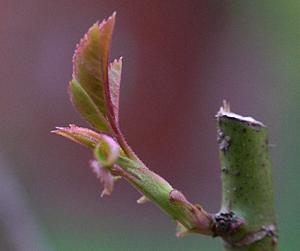 New growth on rose bush