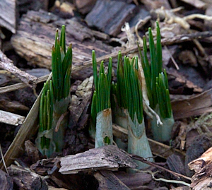 Crocus appearing above ground