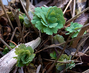 First leaves of Aquilegia