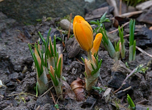 Yellow crocus bursting into flower