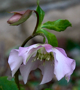 Very delicate shade of pink on this flower