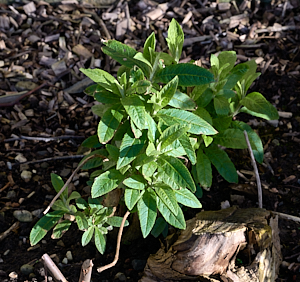 Buddleia starting to grow
